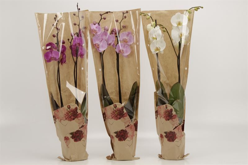 Phalaenopsis gemengd 2 tak gemengd in moederdag hoes, D 12