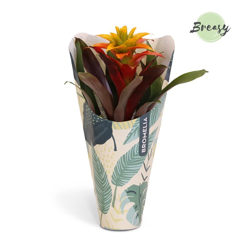 Guzmania Fiero Yellow - 12cm in Jungle kraft | Mimesis, D 12 cm