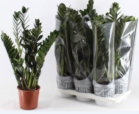 Zamioculcas Super Nova, D 17