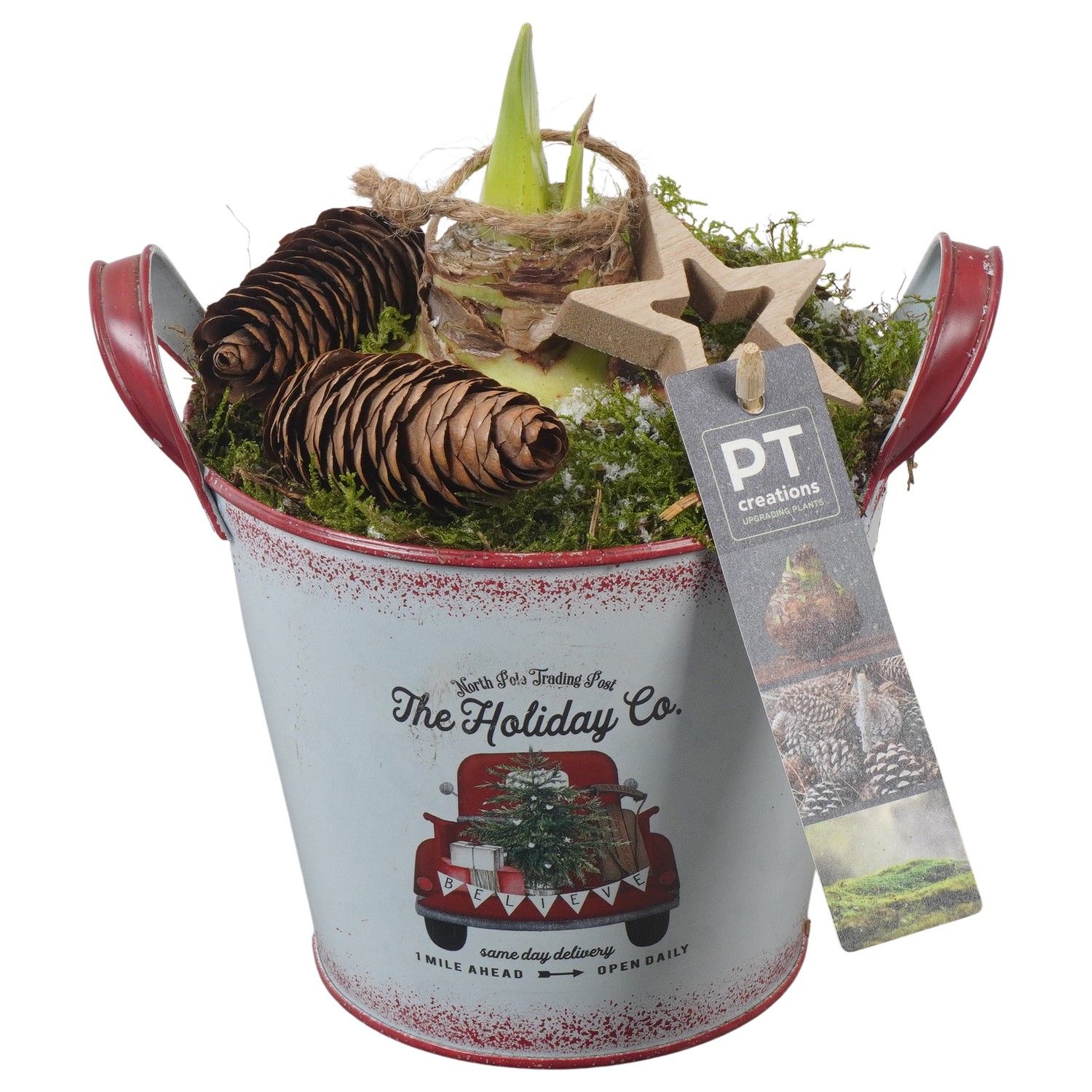 PTACH5855 Arrangement Amaryllis Christmas in metalen pot, D 14 cm PTACH5855 Arrangement Amaryllis Christmas in metalen pot, D 14 cm