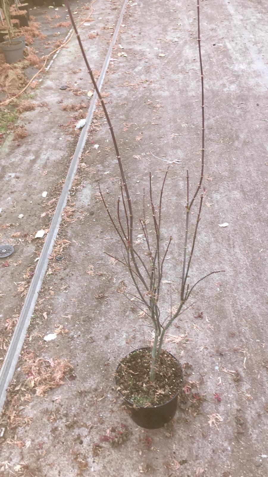 Acer palmatum 'Skeeters Broom' P23 Full CC, D 23 cm