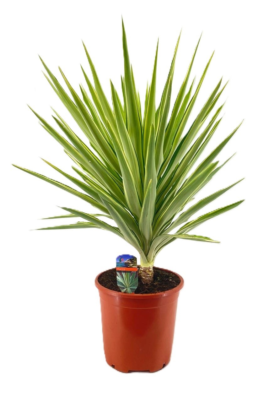 Yucca jewel, D 27