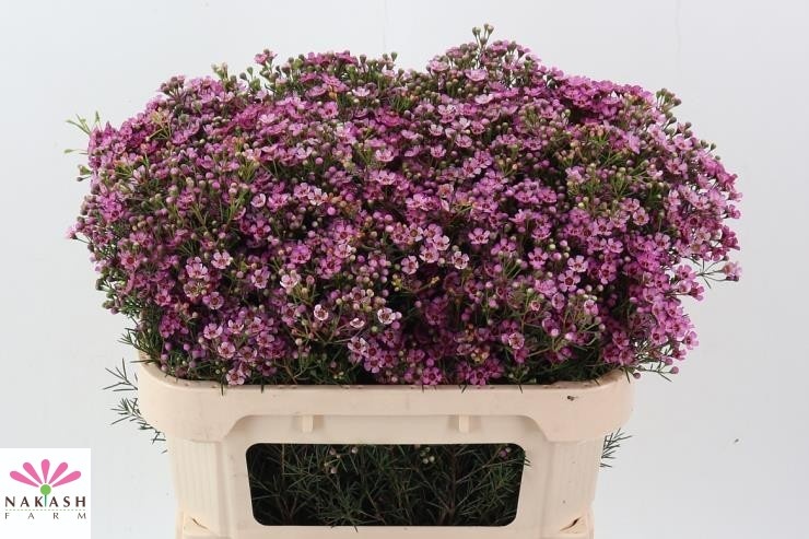 Шамелациум Юпитер 70 (ярко-роз.), шт.