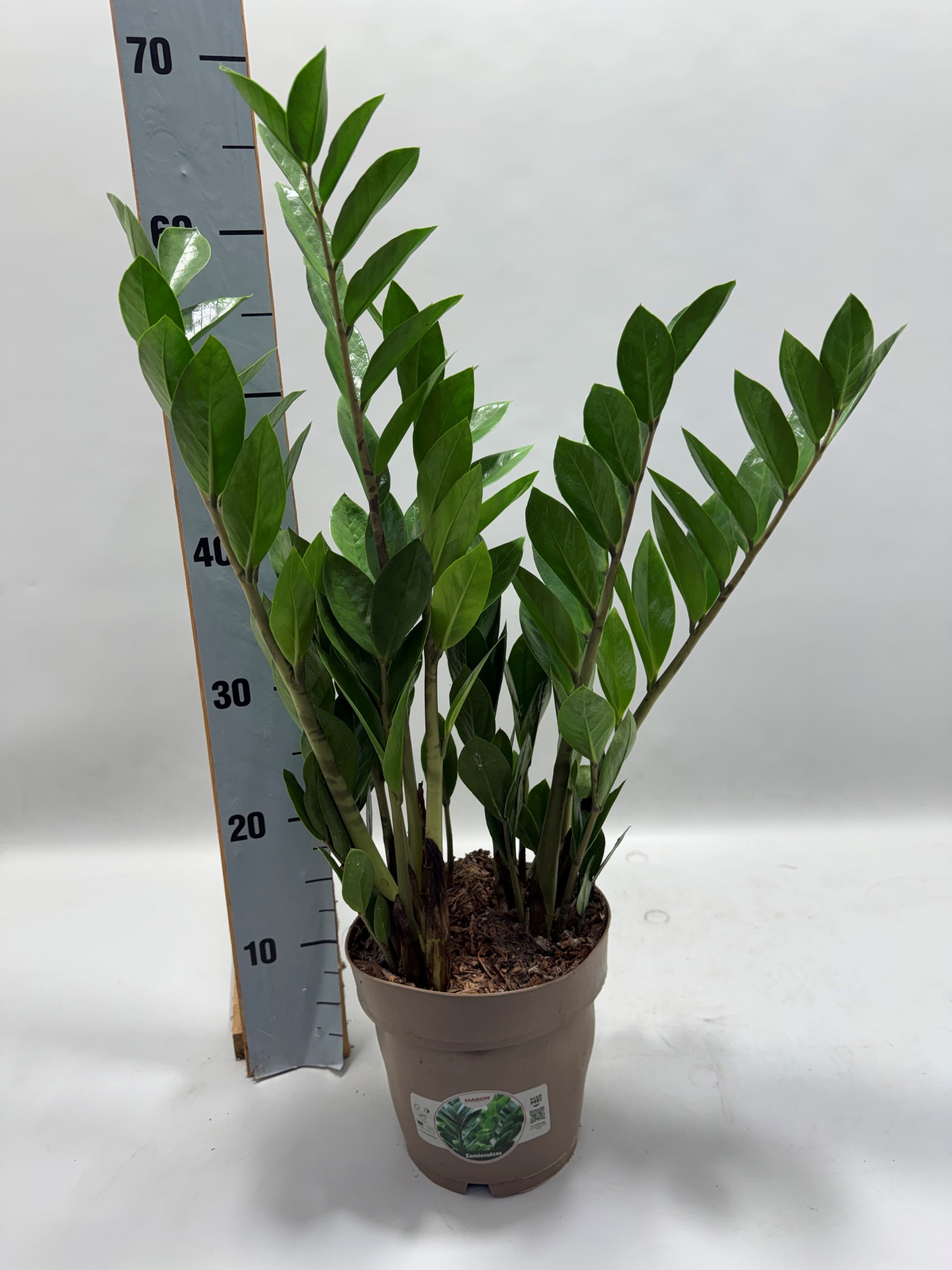 Zamioculcas P17 65cm 6+ veren, D 17