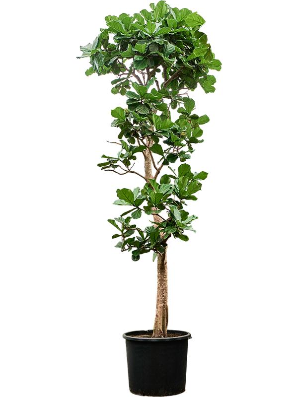 Ficus lyrata, D 102 cm