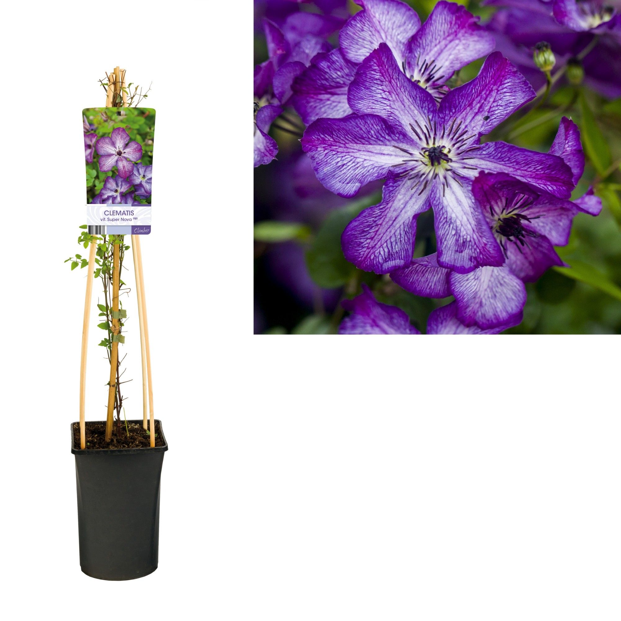 Clematis vit. Super Nova PBR +light label, D 17
