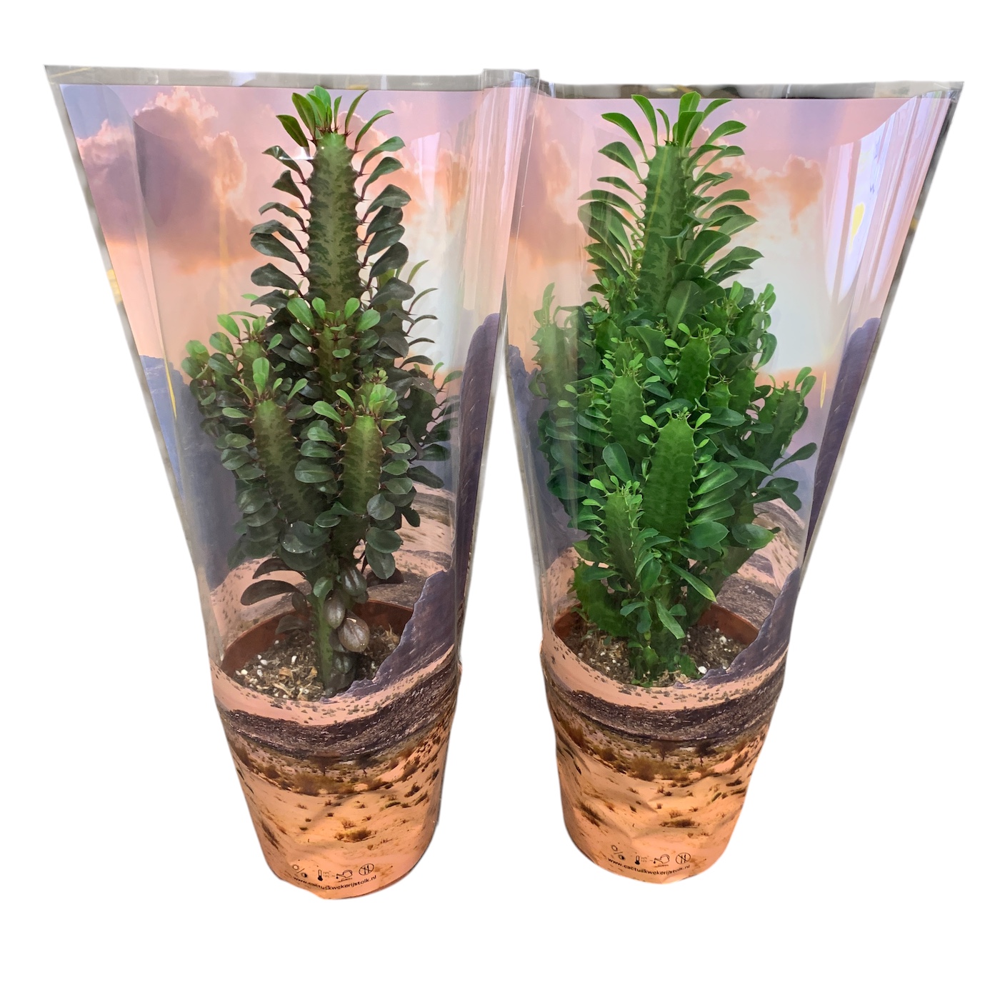 Euphorbia Trigona Rubra en Groen in Desert hoes P17, D 17