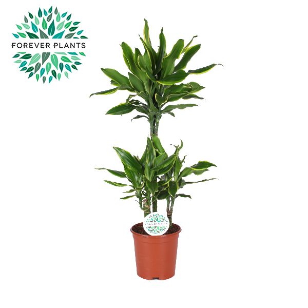 Dracaena Golden Coast p21, 45+15+10, D 21