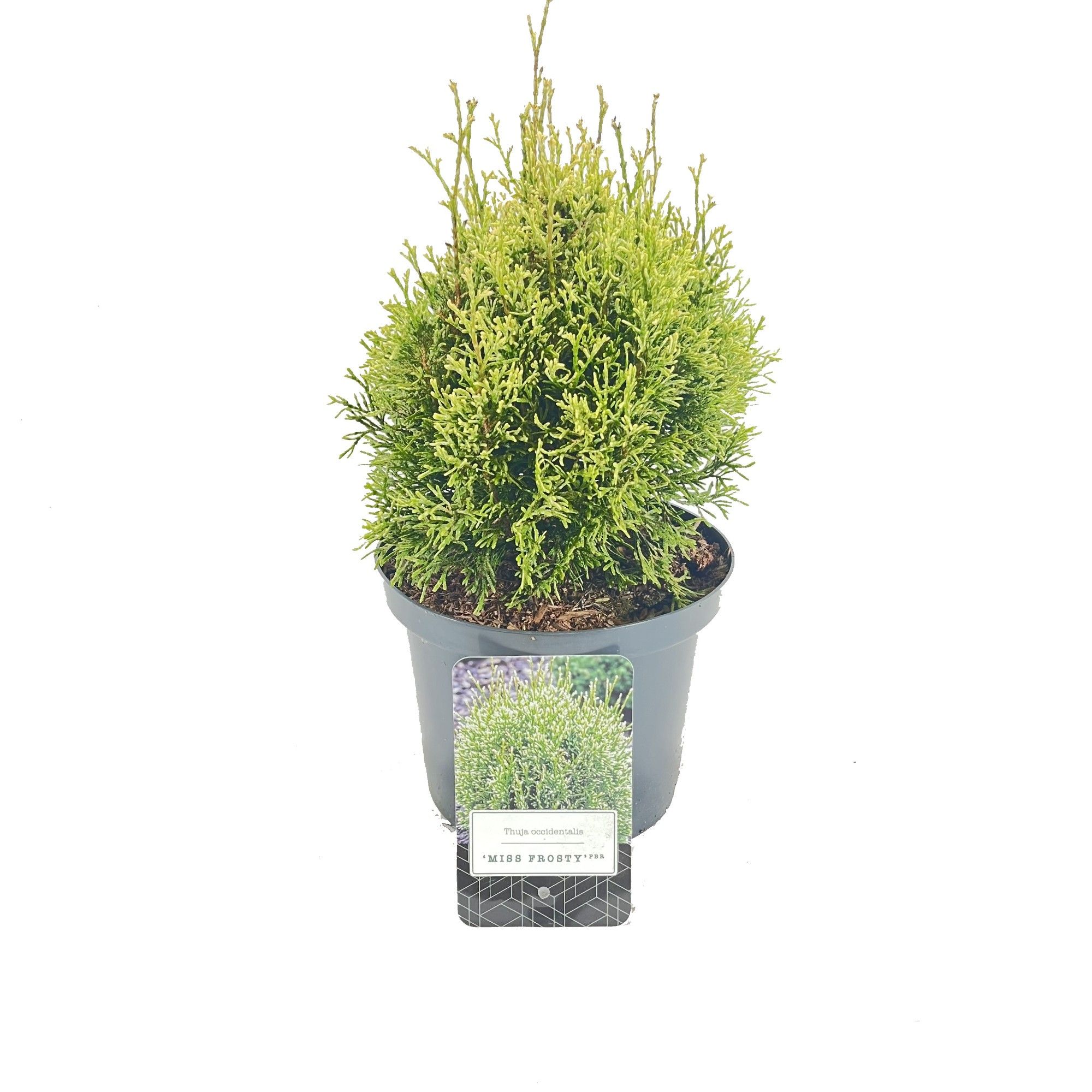 Thuja occidentalis 'Miss Frosty' PBR, D 18