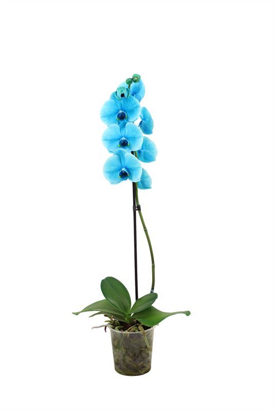 Phal I am Ocean Blue 1T09+, D 12