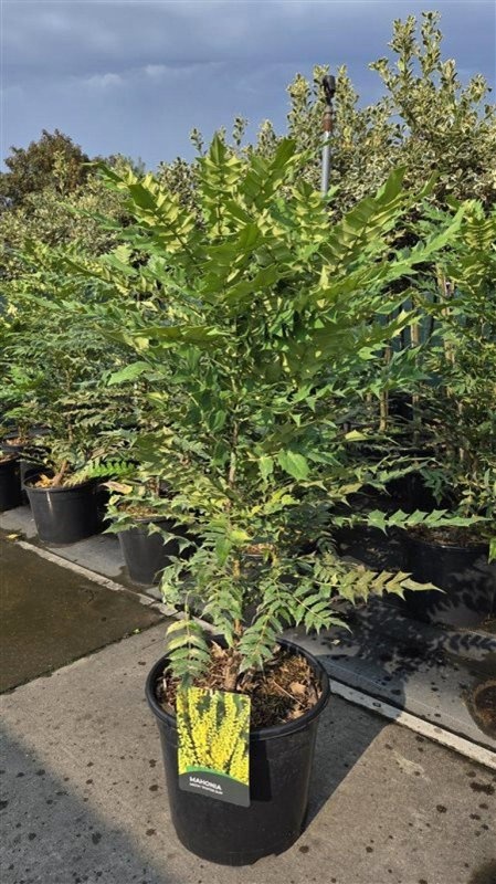 Mahonia media 'Winter Sun', D 40 cm