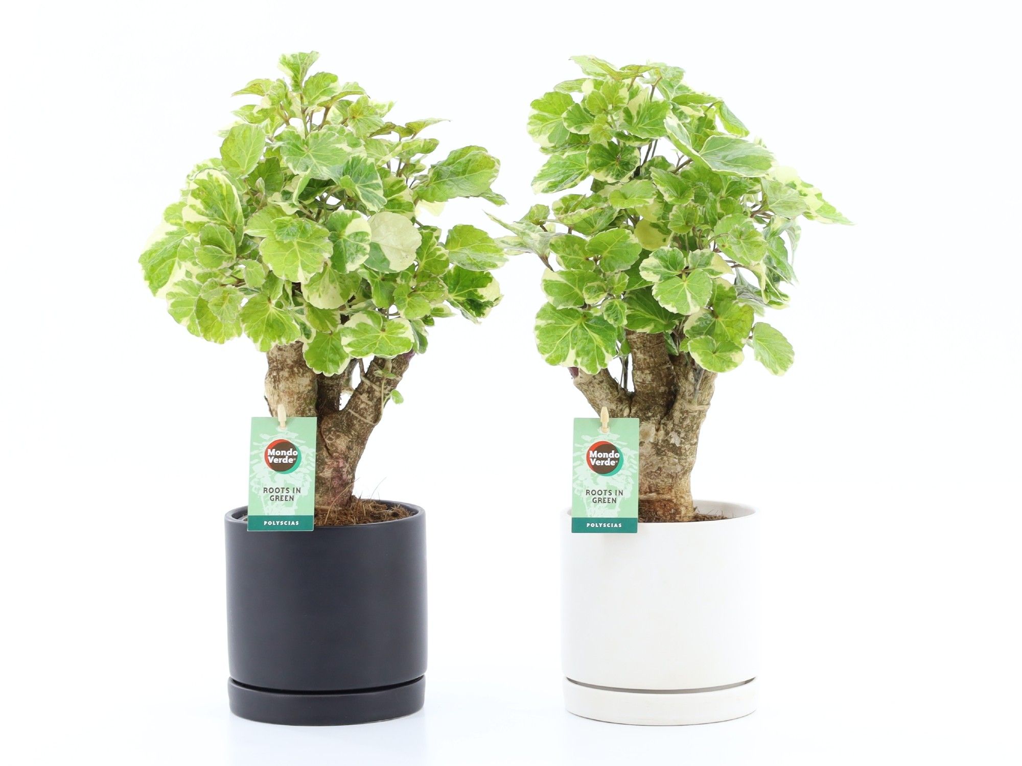 Polyscias Balfouriana in Hainan keramiek, D 13