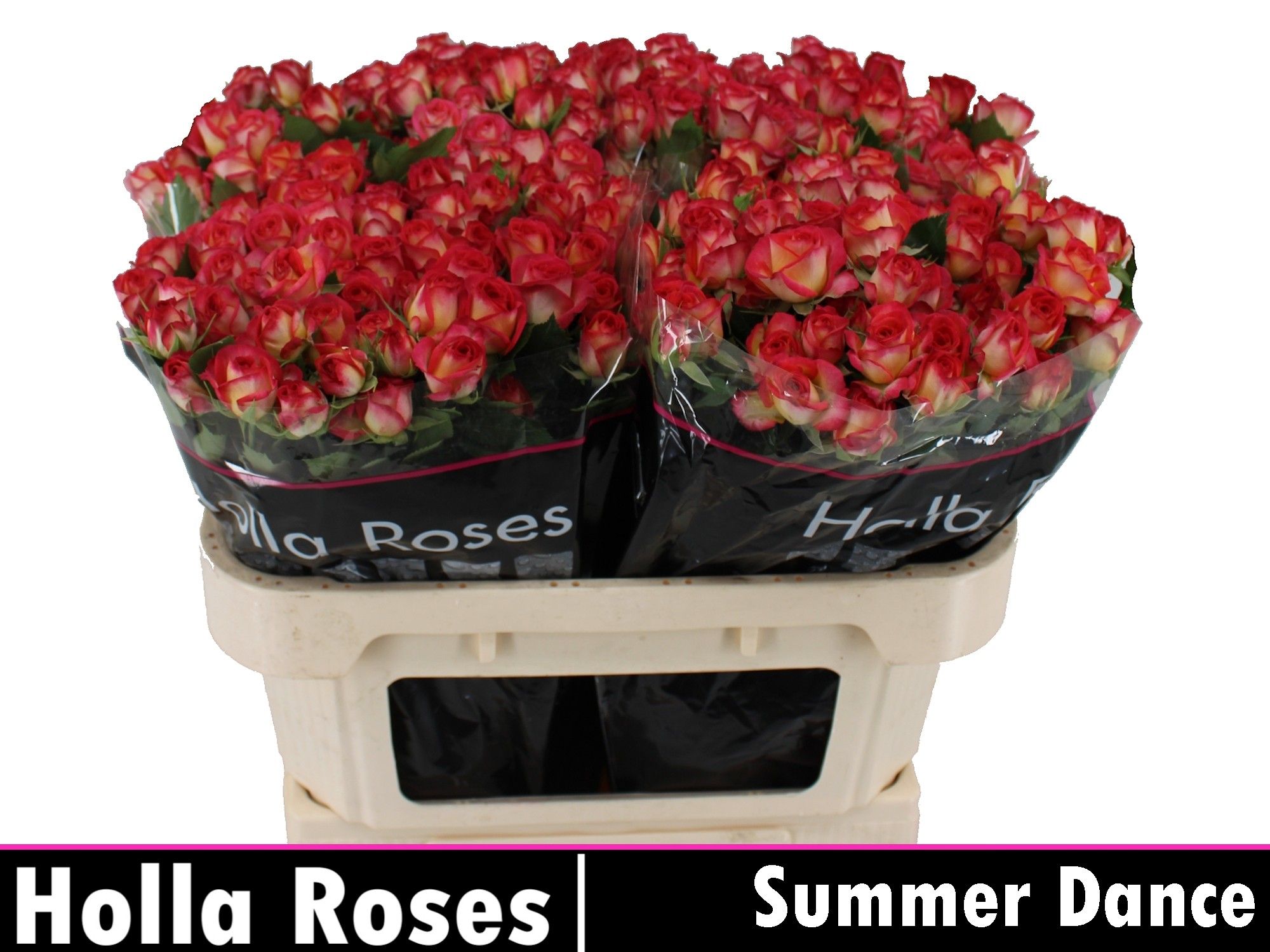 Роза куст. Саммер Дэнс 70, шт.