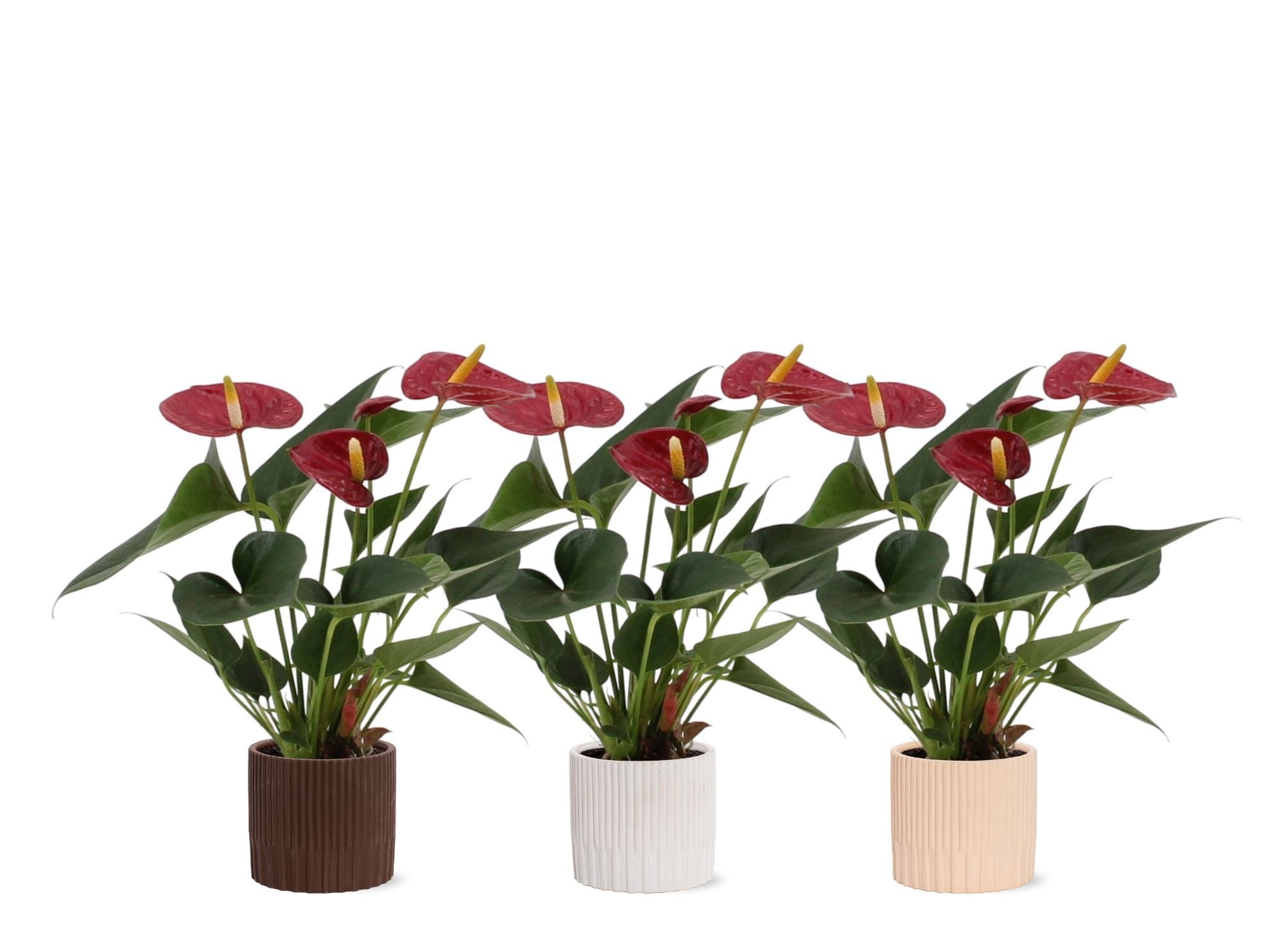 Anthurium 7 cm Diamond Red in Lou ceramics, D 7