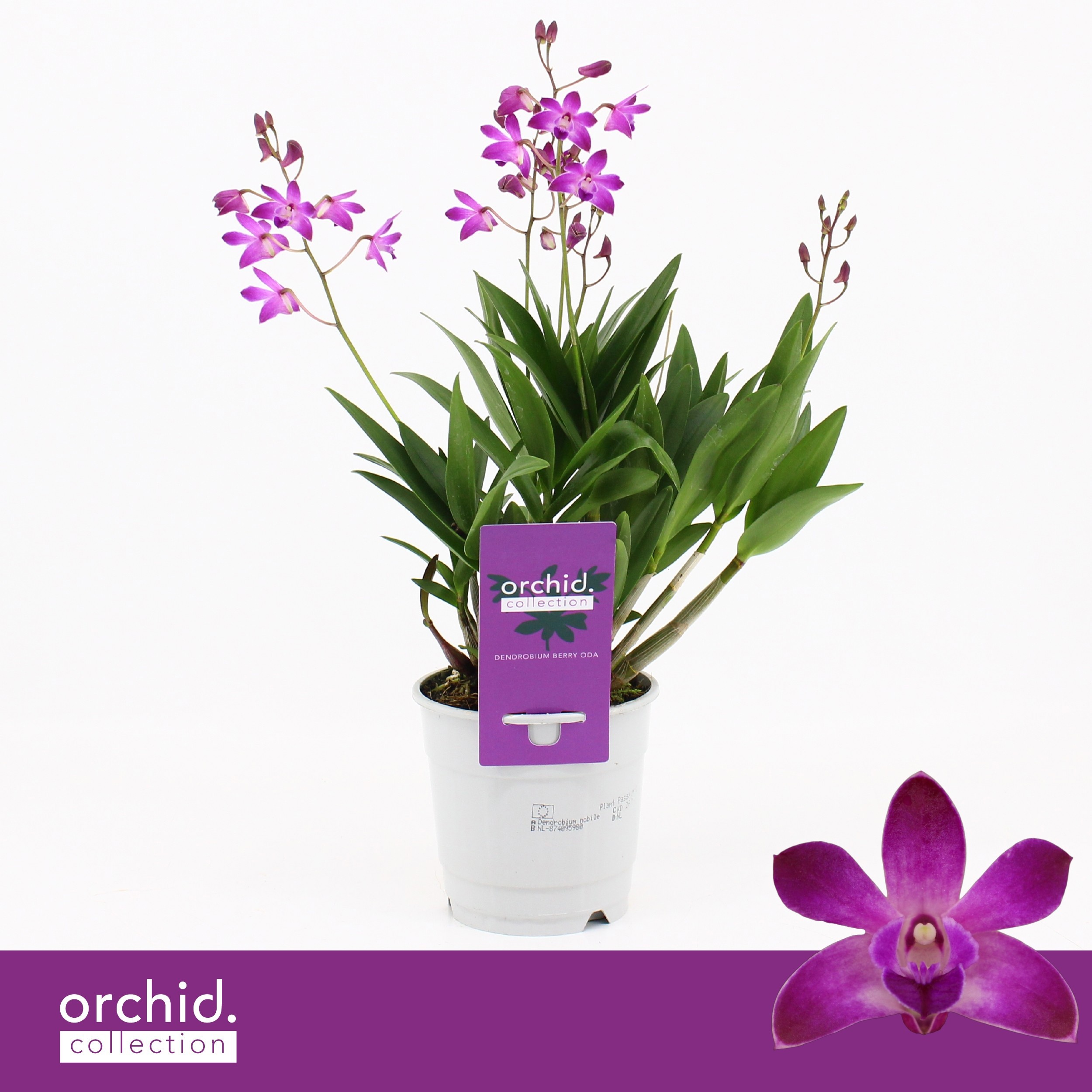 Dendrobium, Berry Oda 4+ spike 'Orchid Collection', D 12