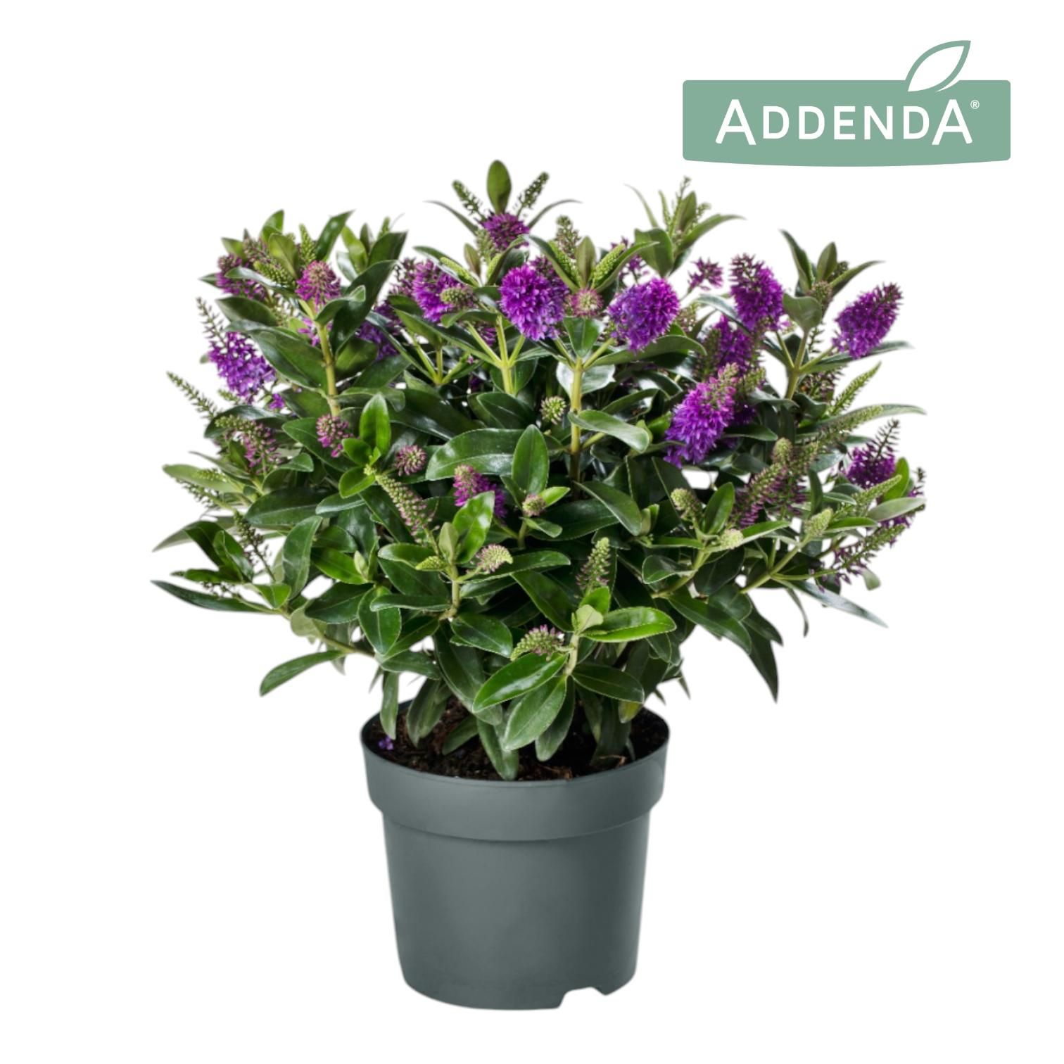 Hebe Addenda® Donna Emma P15, D 15