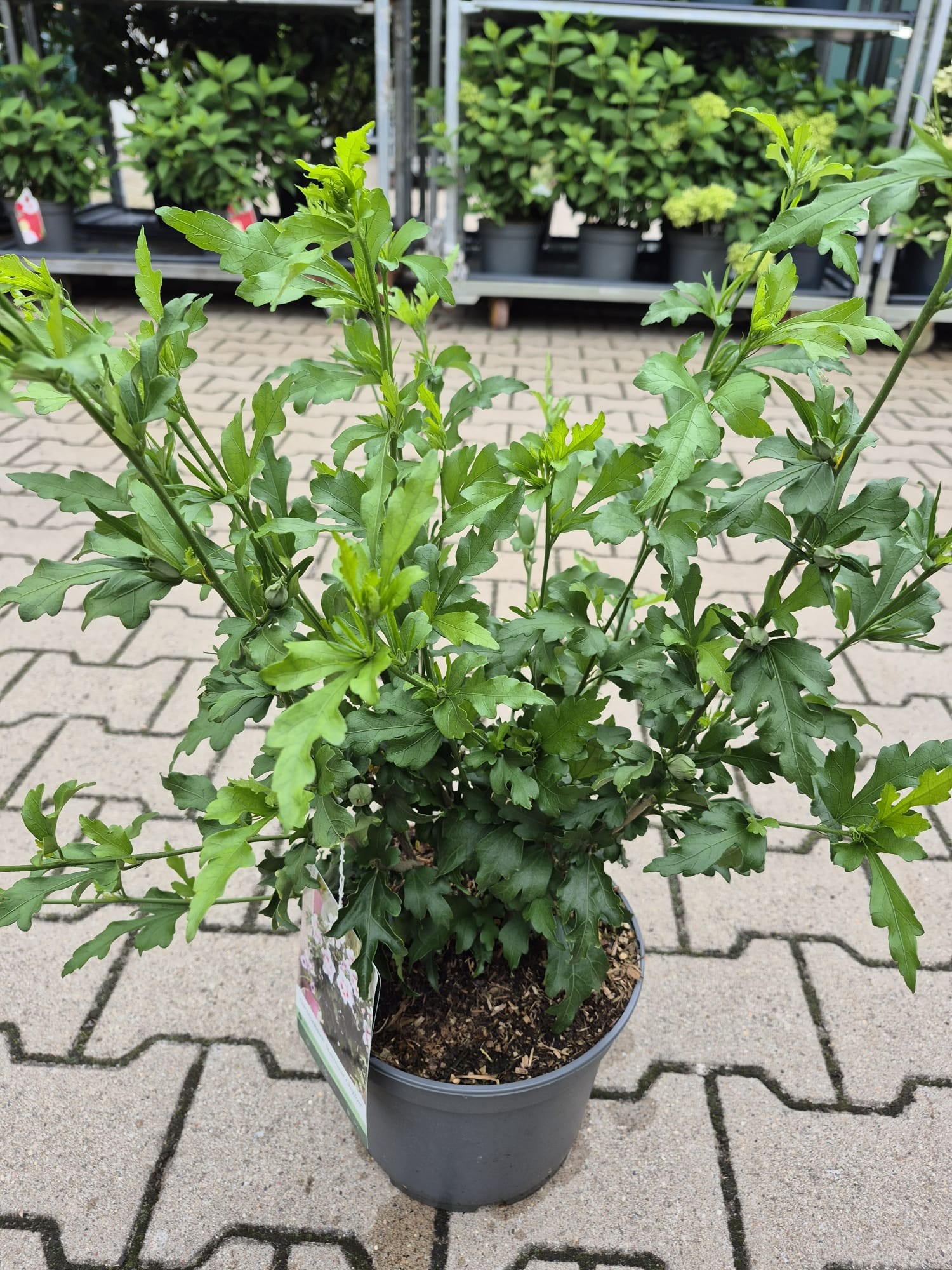Hibiscus syr. 'Starburst Chiffon' (R), D 23