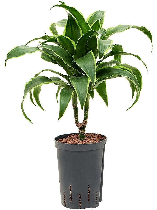 Dracaena fragrans 'Dorado', D 15