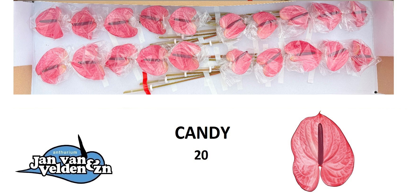 Антуриум Кeнди (светло-роз.) x20, шт.