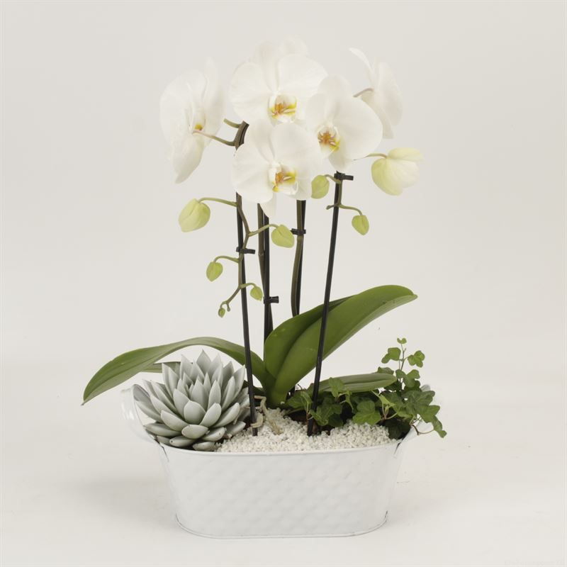 Phalaenopsis Elegant Cascade Phileine schaal wit duoboga wit arrangement, D 26