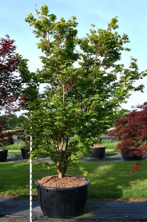 Acer pal. 'Sangokaku', D 110