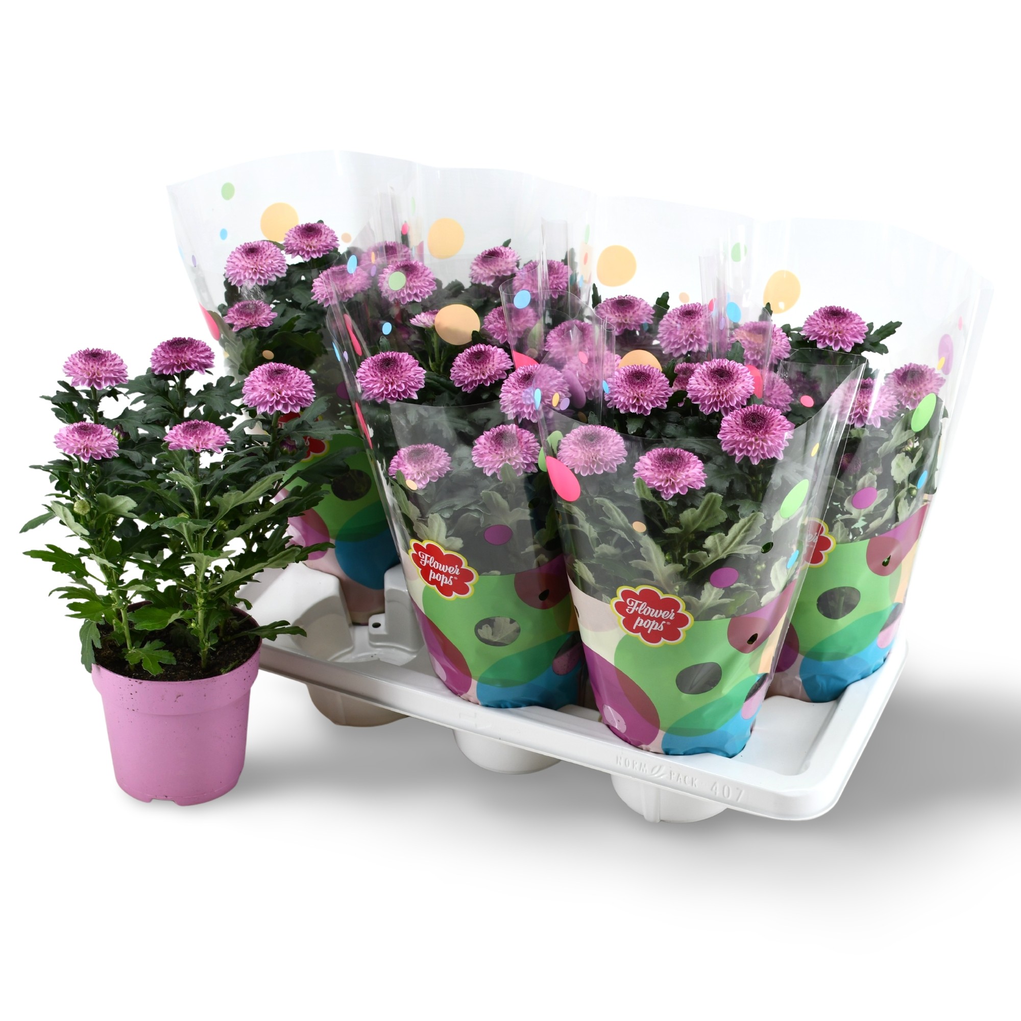 Flowerpops Abbey Pink, D 14 cm