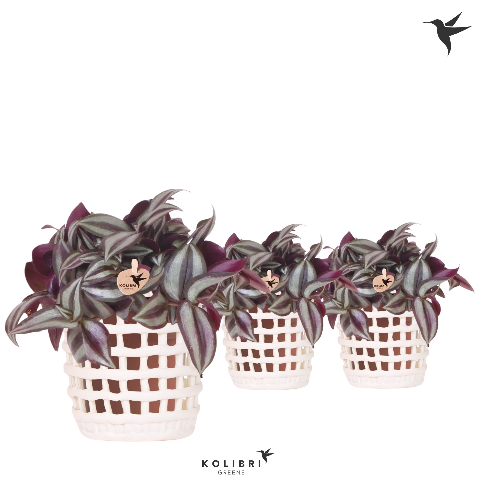 Kolibri Greens Tradescantia Zebrina in Mesh pot white, D 9