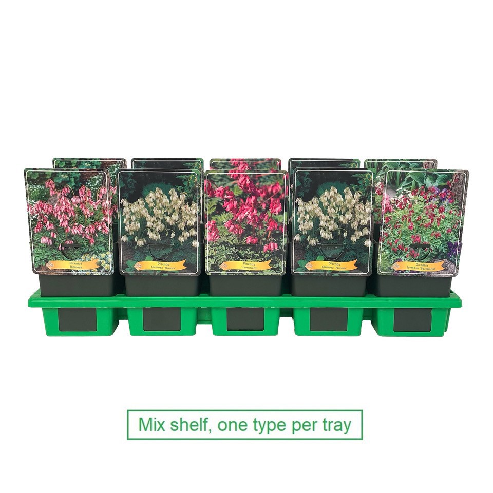 Dicentra formosa mix laag P11, D 11