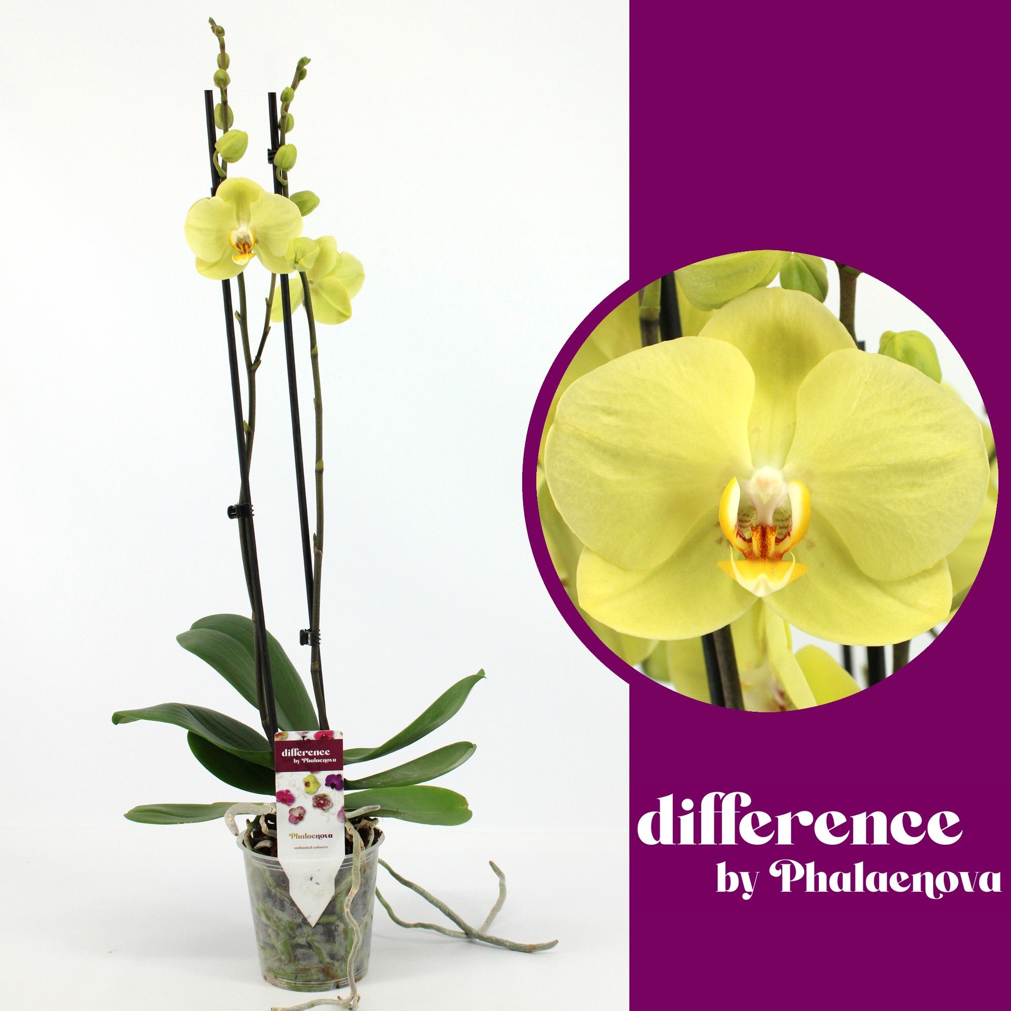 Yara 2-tak 60cm (GROEN), D 12