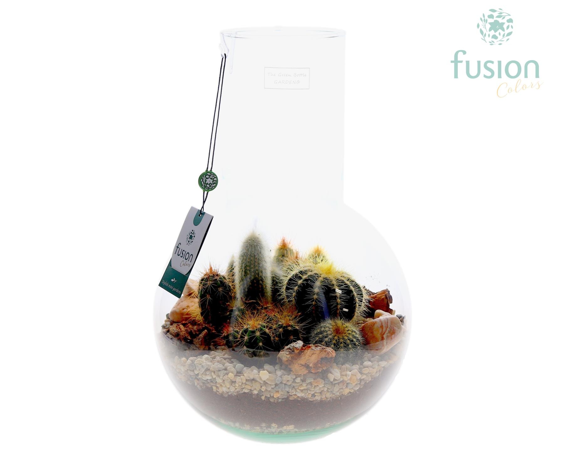 Green Bottle Suzanne Large met Cactussen arrangement, D 26