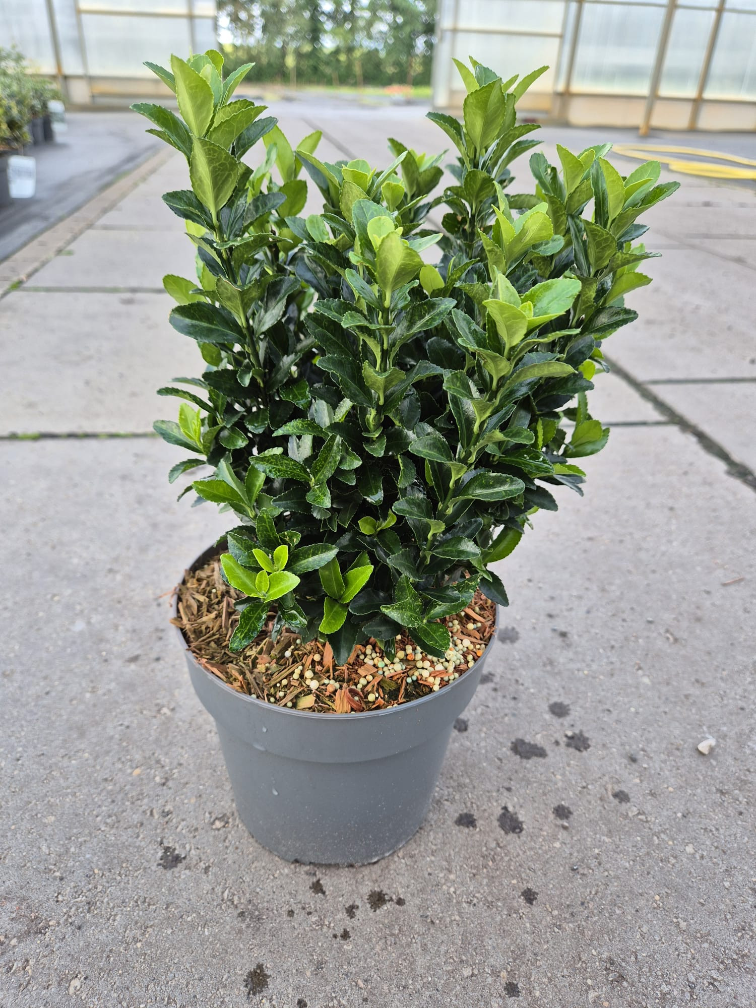 Euonymus japonica 'Green Spire' C 3, D 19