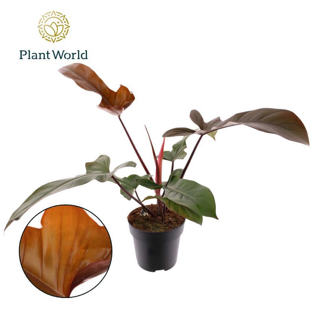 Philodendron Florida Bronze P19, D 19 cm