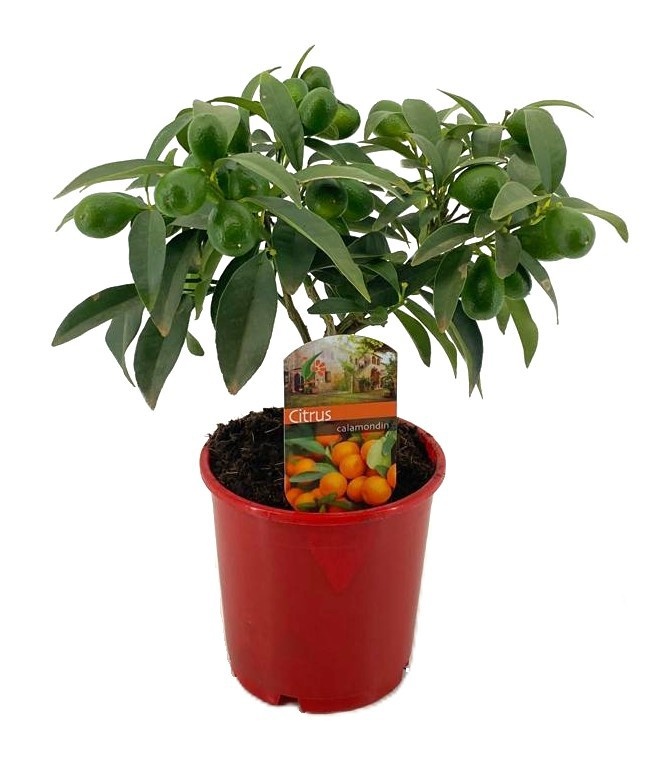 Citrus calamondin, D 14