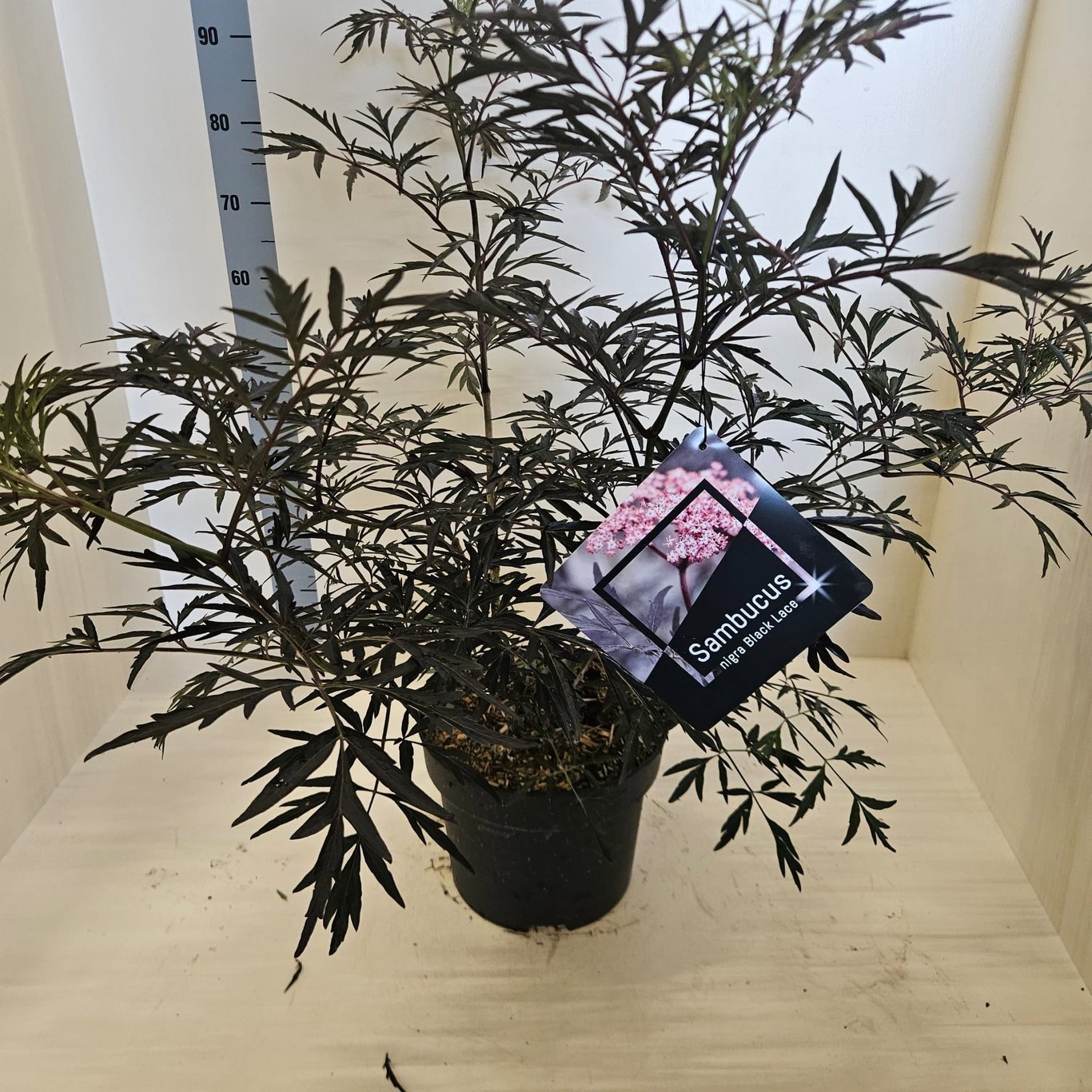 Sambucus nigra Black Lace, D 28 cm