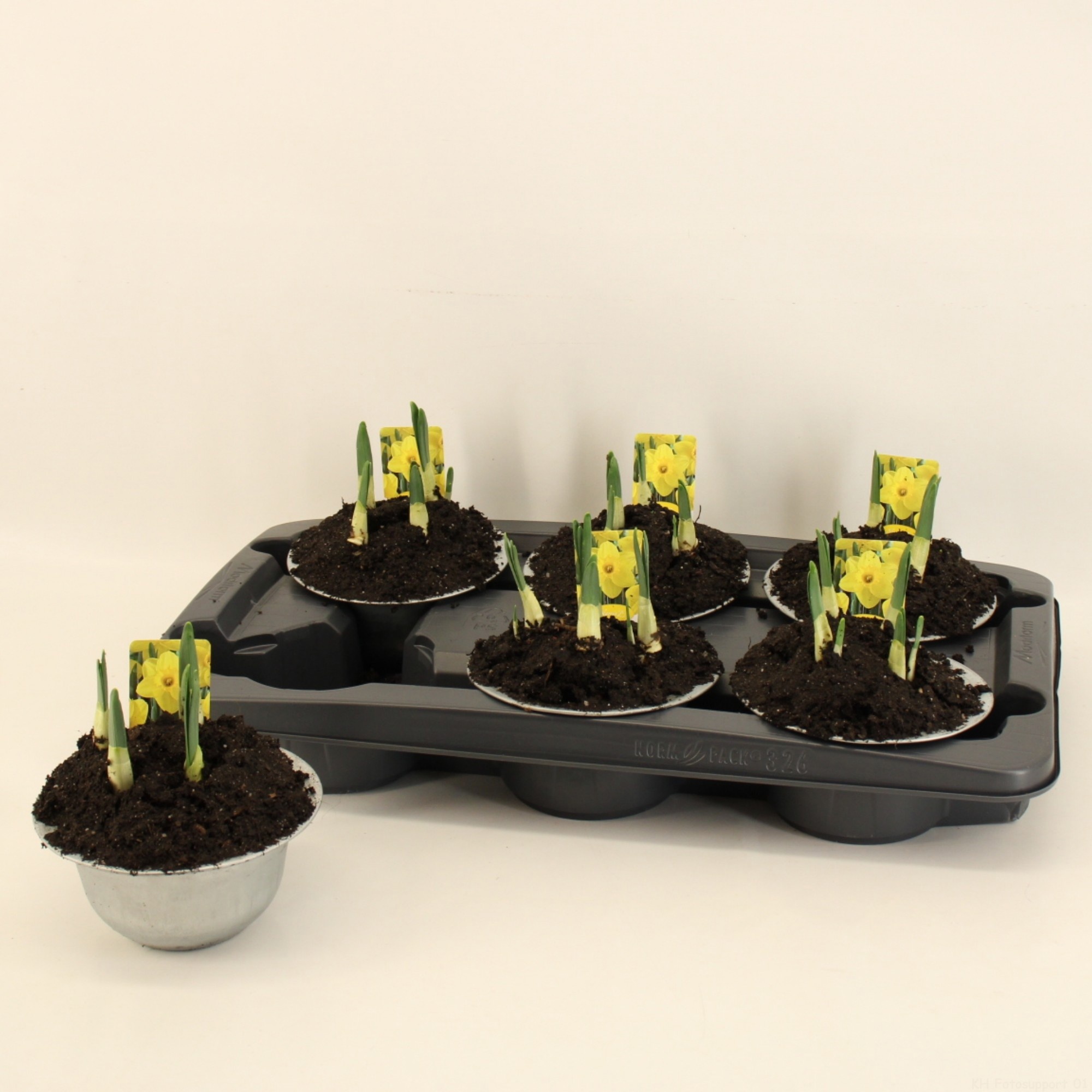 Narcis Lucky Number 15cm zink, D 15