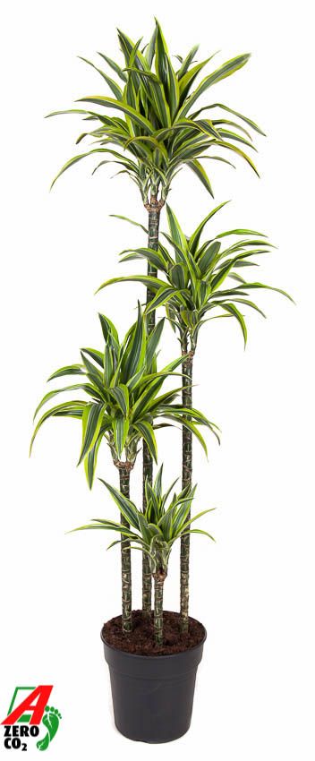 Dracaena Lemon Lime 120-90-60-30, D 27