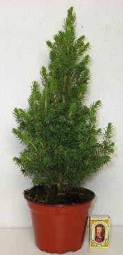PICEA GLAUCA 'CONICA', D 13 cm