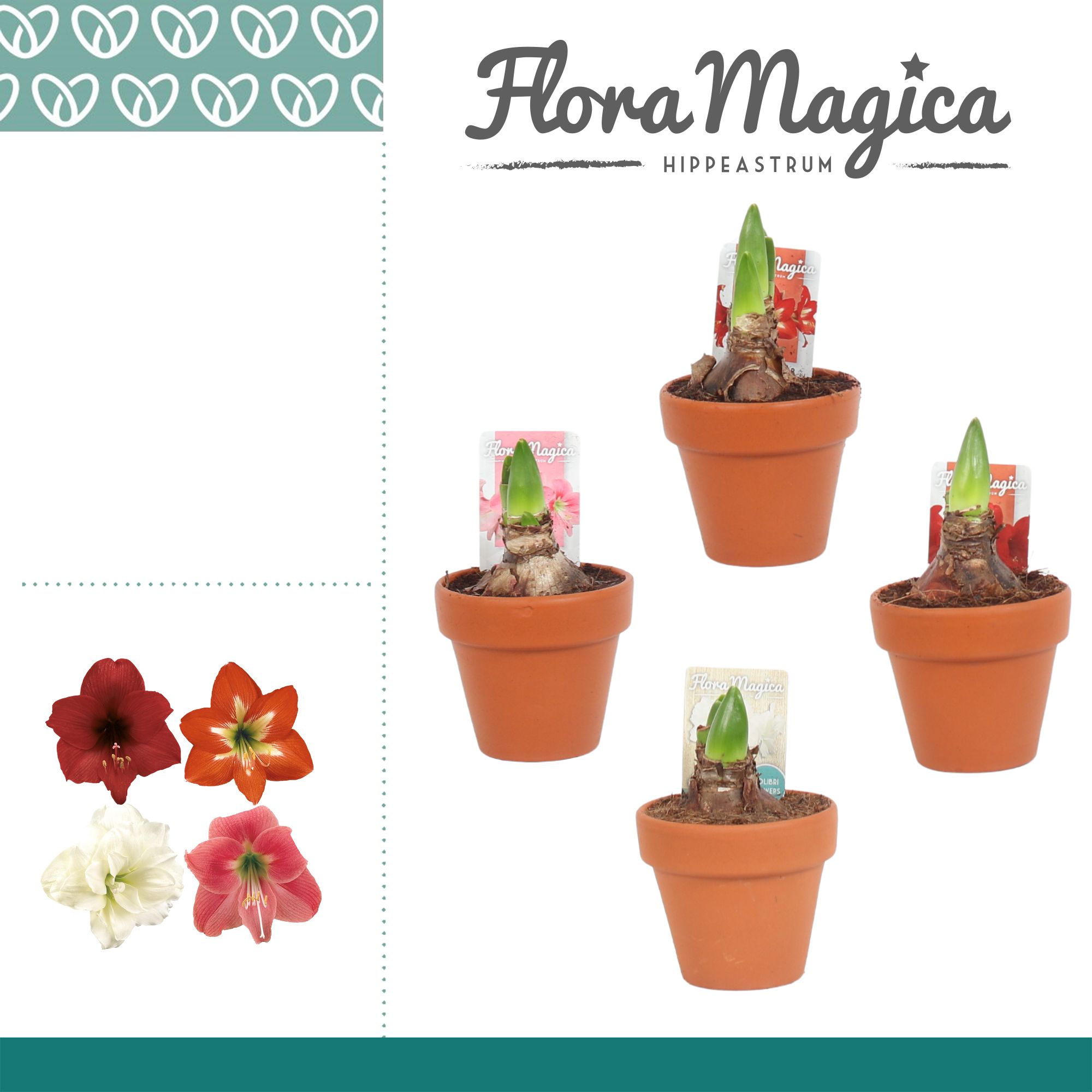 Amaryllis Kolibri Mix 2 Knop Terracotta OP, D 9 cm