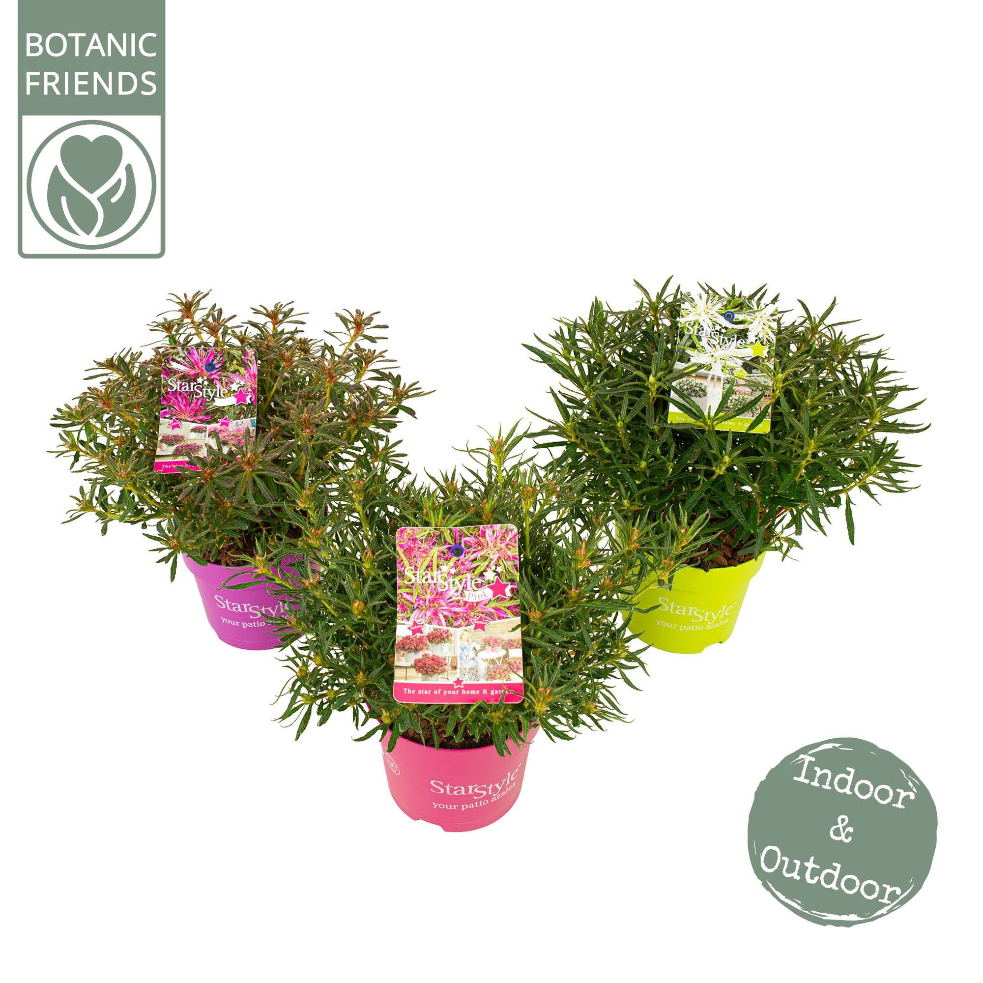 Azalea 'Starstyle Mix' ®, D 15