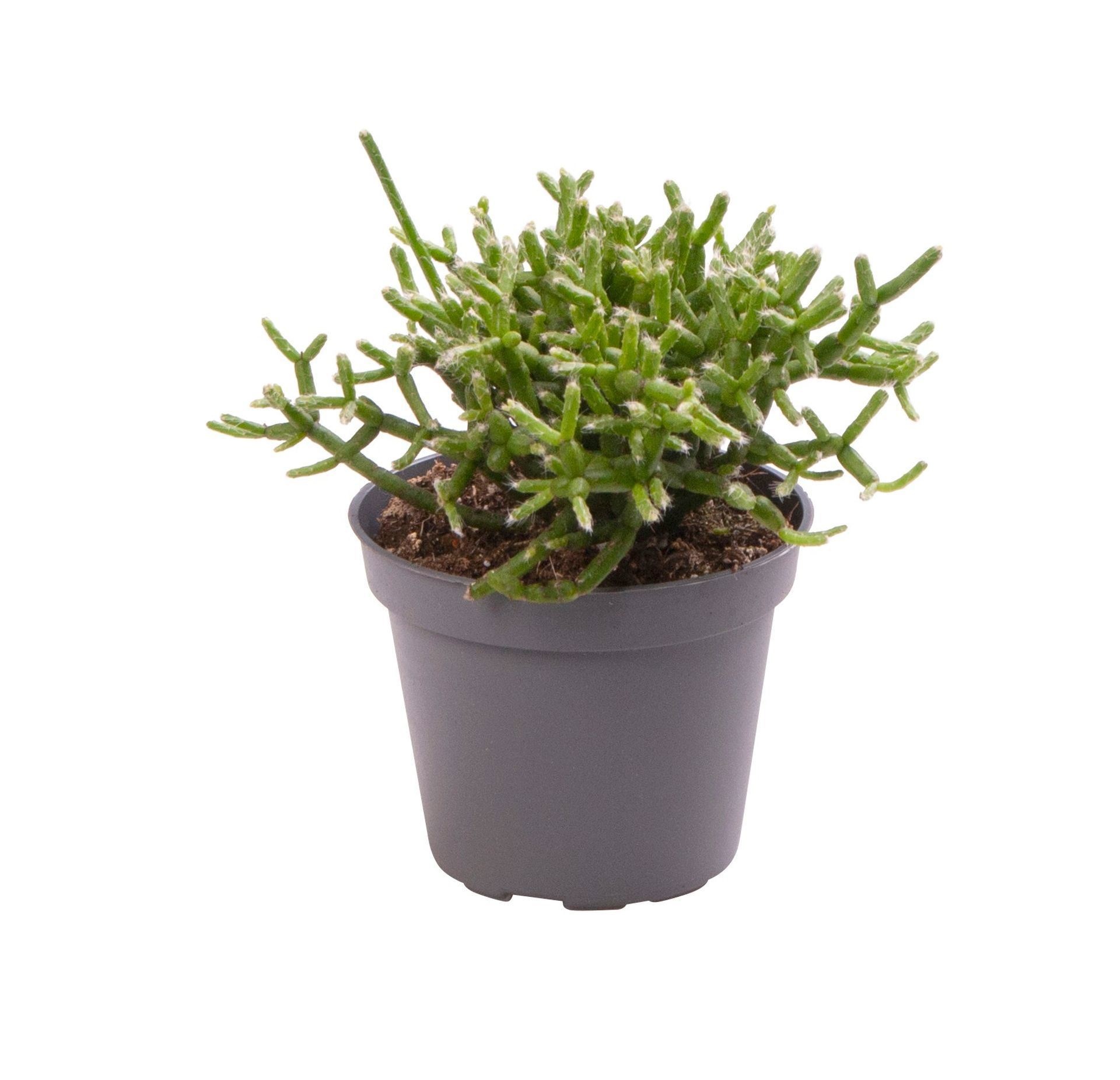 Rhipsalis Cereuscula, D 6