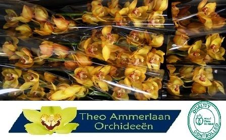 Цимбидиум Эстер x9 60, шт.