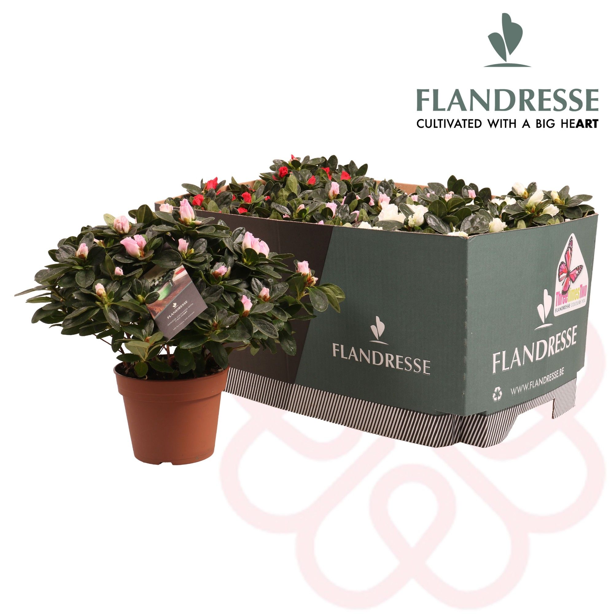 Azalea Flandresse® 'Three Times Two' 30 - 32 cm, D 14