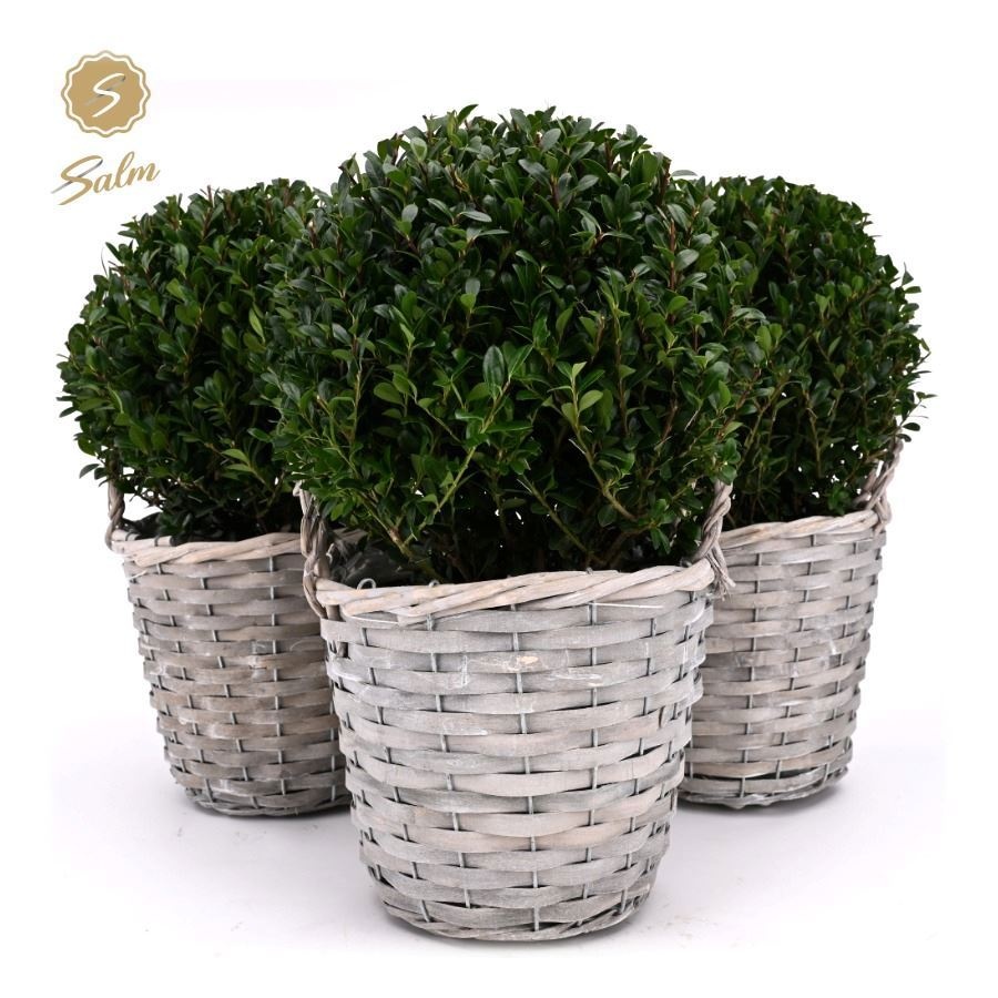 Ilex crenata 'Jenny'® Ball Ø20cm P17 in Basket, D 19
