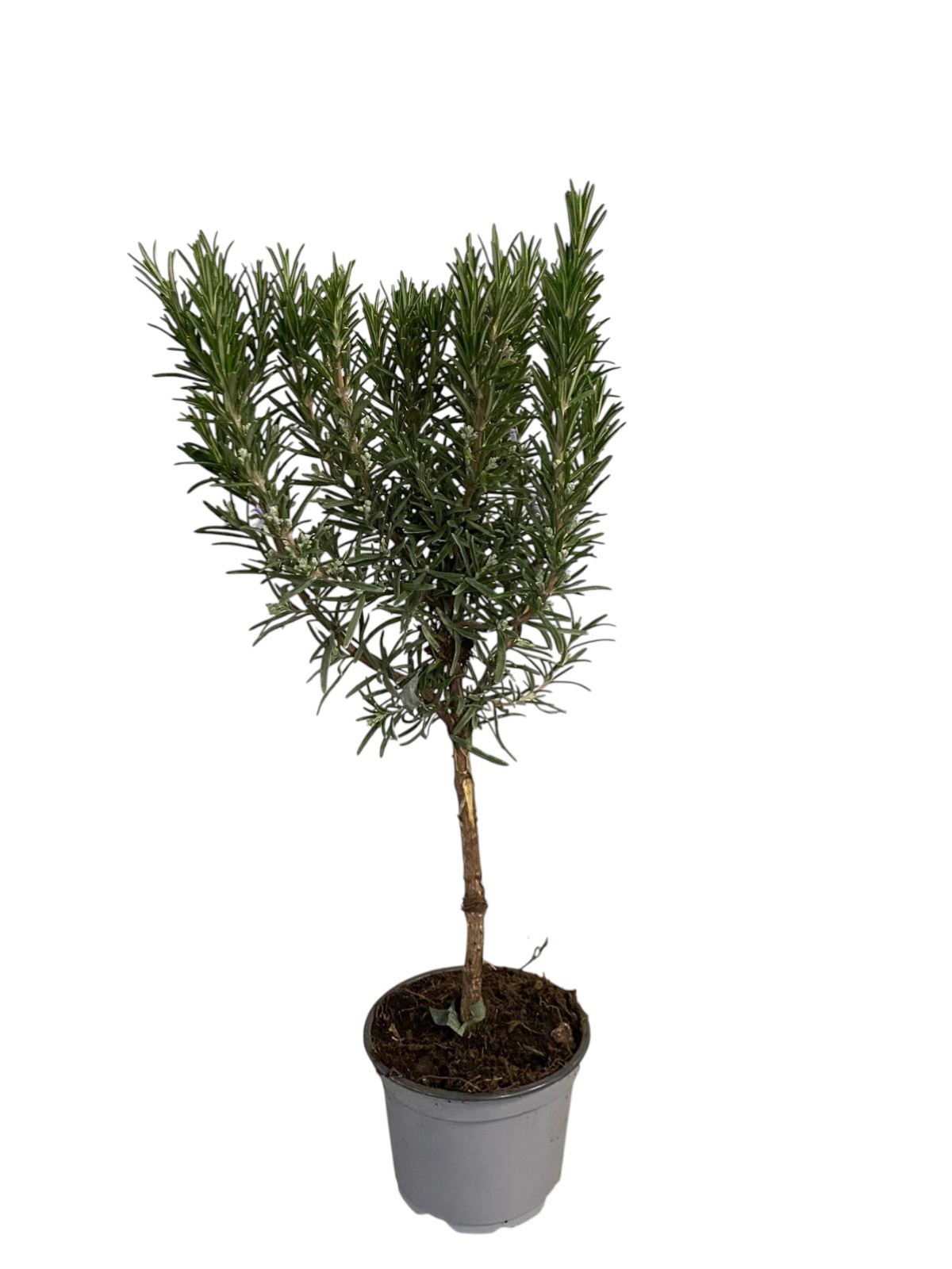 Rosmarinus officinalis - op stam, D 12