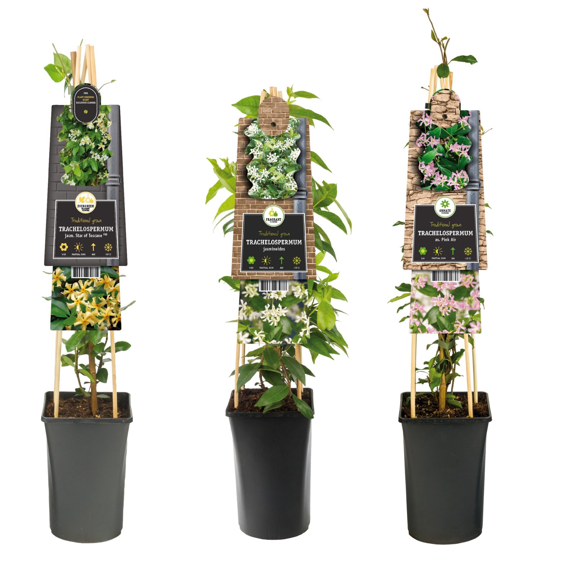Mix CC Trachelospermum +3.0 label, D 17