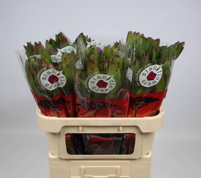 Леукадендрон Сафари Голдстрайк 70, шт.