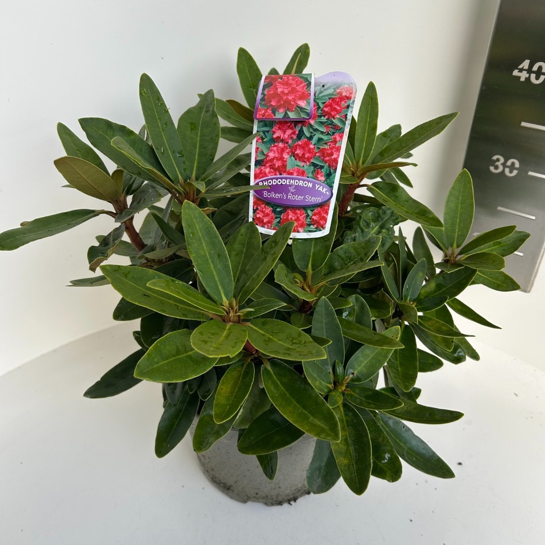 Rhododendron yak. Bolken's Roter Stern, D 23