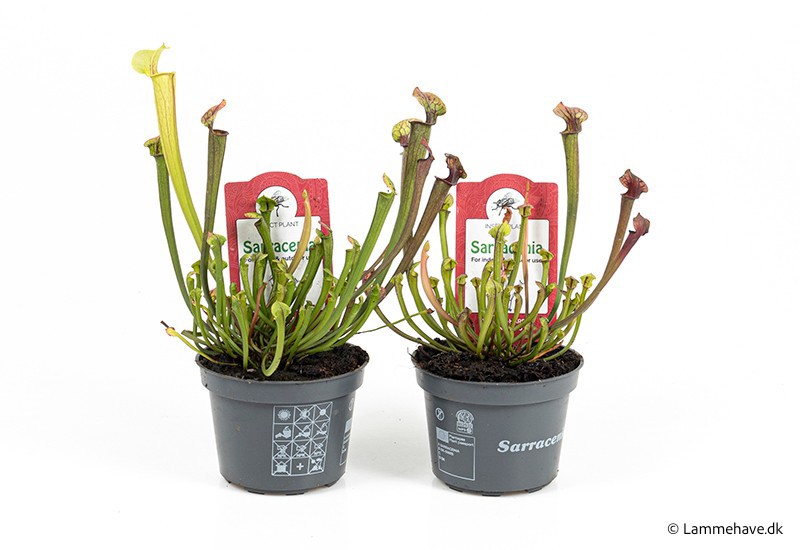 SARRACENIA-HYBRID 'Flava lime' NR. 105, D 9 cm