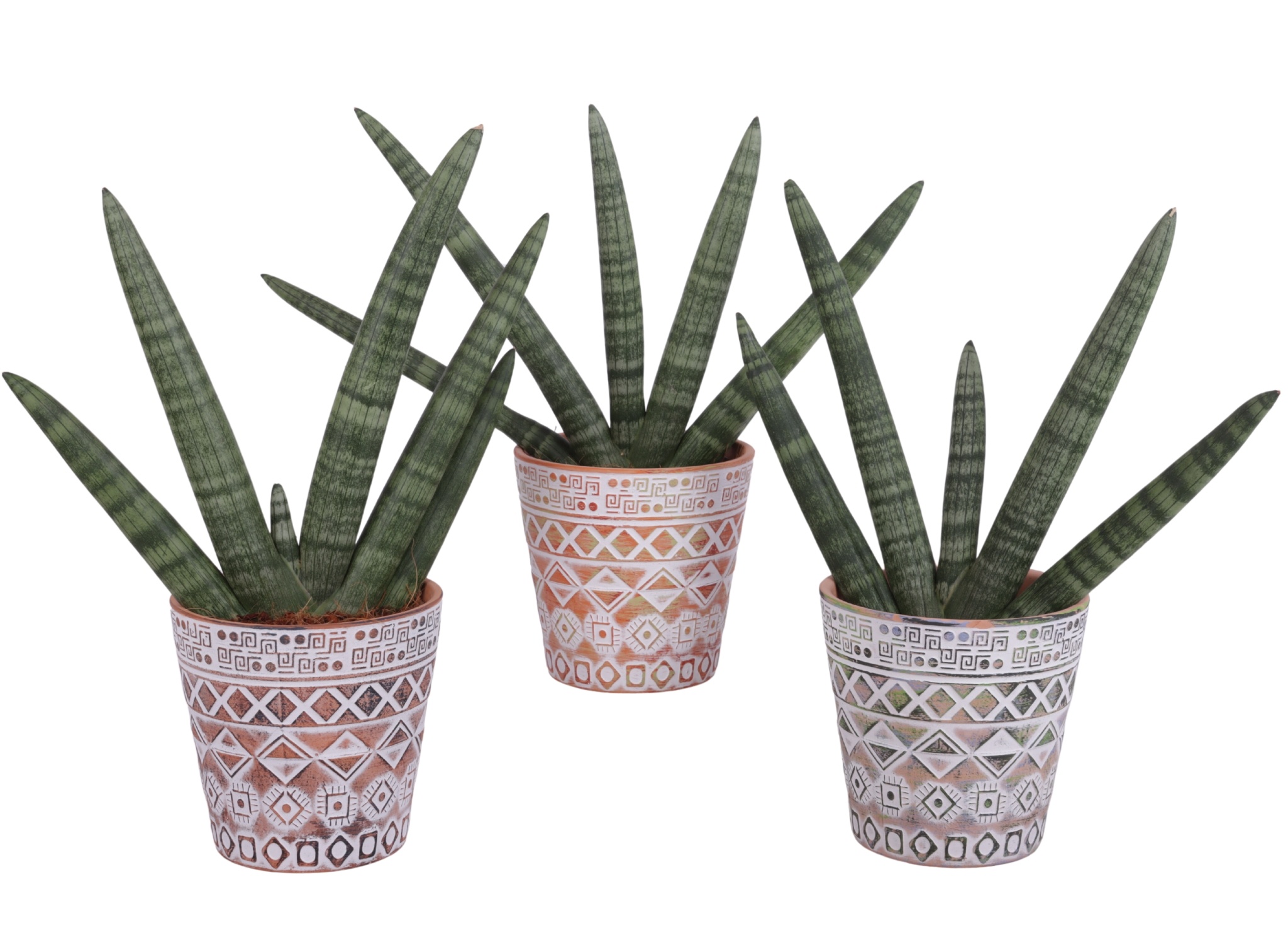 Sansevieria Cylindrica Handshake in Ø14cm Ceramic Pot Maya, D 14