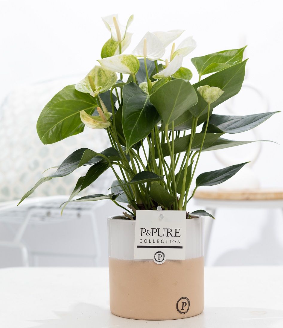 Anthurium white (Elido) in P&PURE Rosy ceramics, D 12